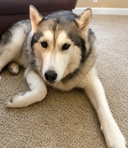 pet sitting