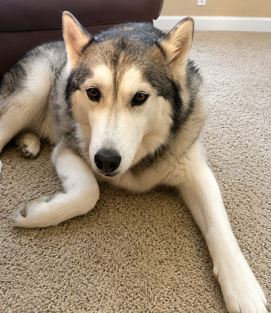pet sitting