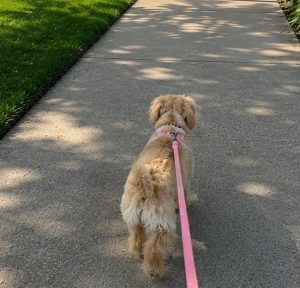 dog walk