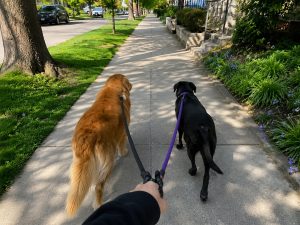 dog walking