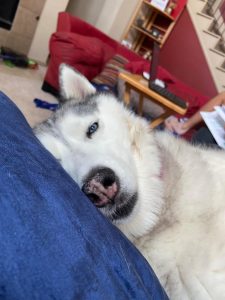 pet sitting