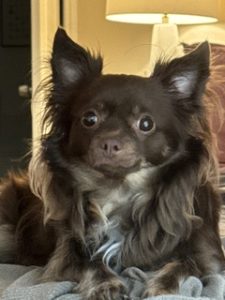 pet sitting