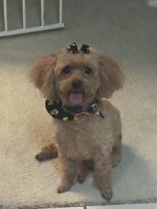 pet sitting