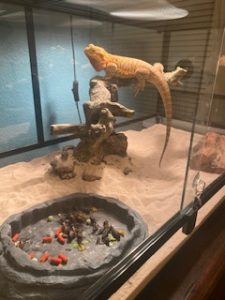pet sitting