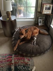 pet sitting