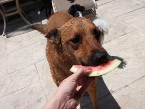 pet sitting