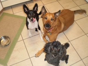 pet sitting