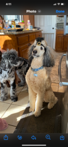 pet sitting