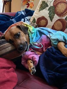 pet sitting