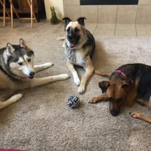 Pet sitting