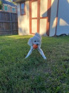 pet sitting