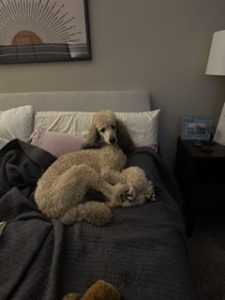 pet sitting