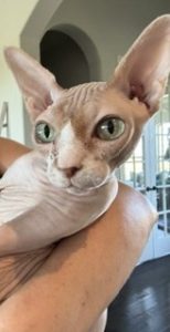 pet sitting