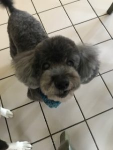 Pet sitting