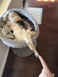 pet sitting