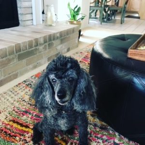 pet sitting