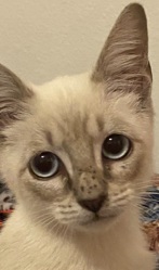 pet sitting
