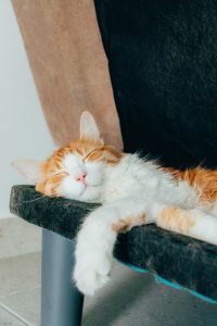 pet sitting
