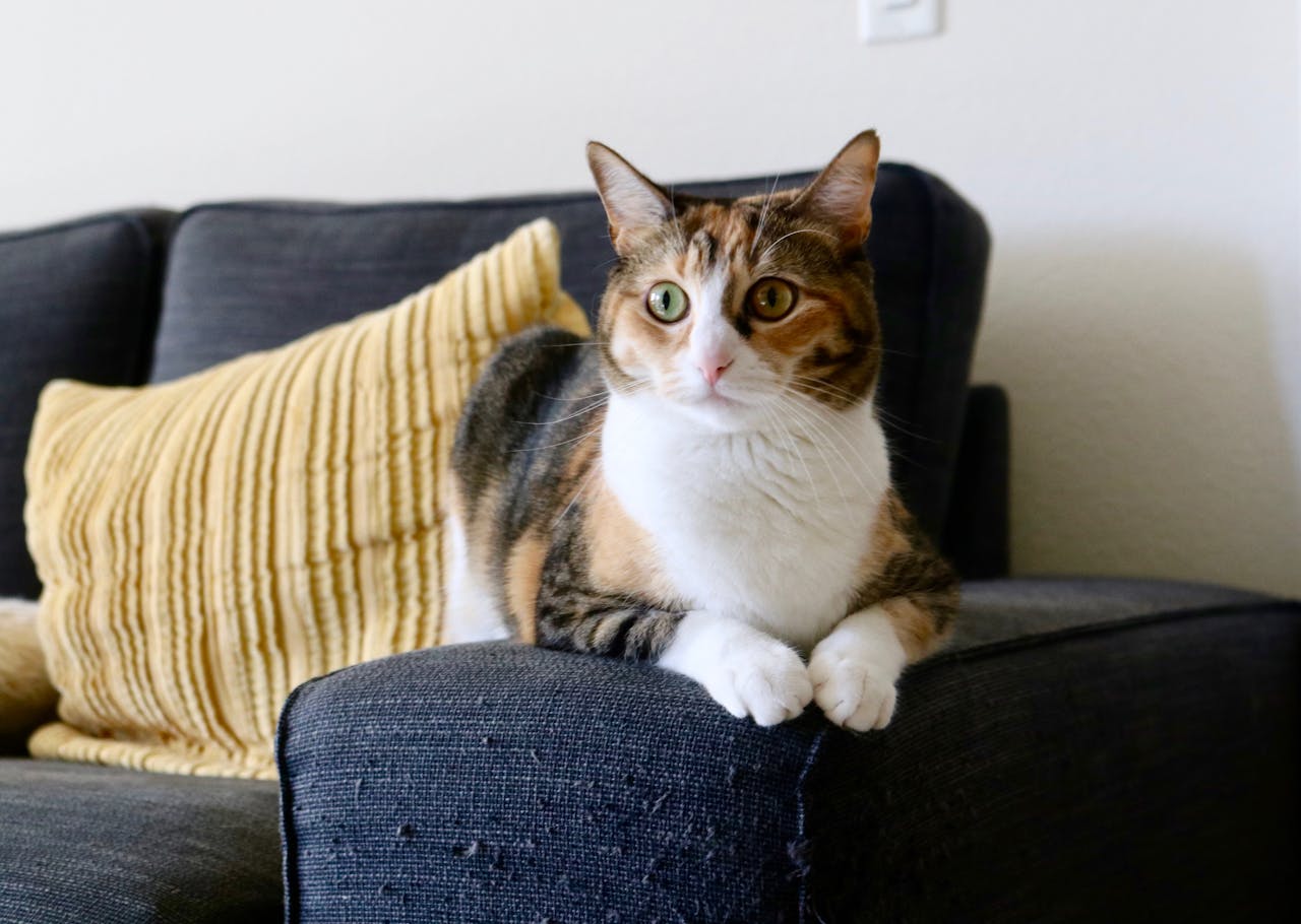 Mastering the First Impression: Your intriguing post title goes here Adorable calico cat relaxing on a sofa indoors with a yellow pillow, peaceful ambiance.