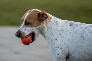 pet walking
