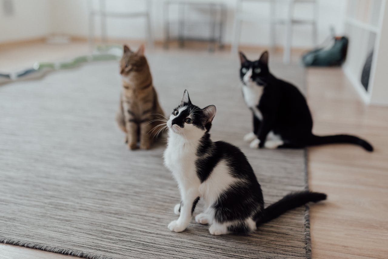 Crafting Captivating Headlines: Your awesome post title goes here Three domestic cats sitting attentively on a rug in a cozy indoor setting.