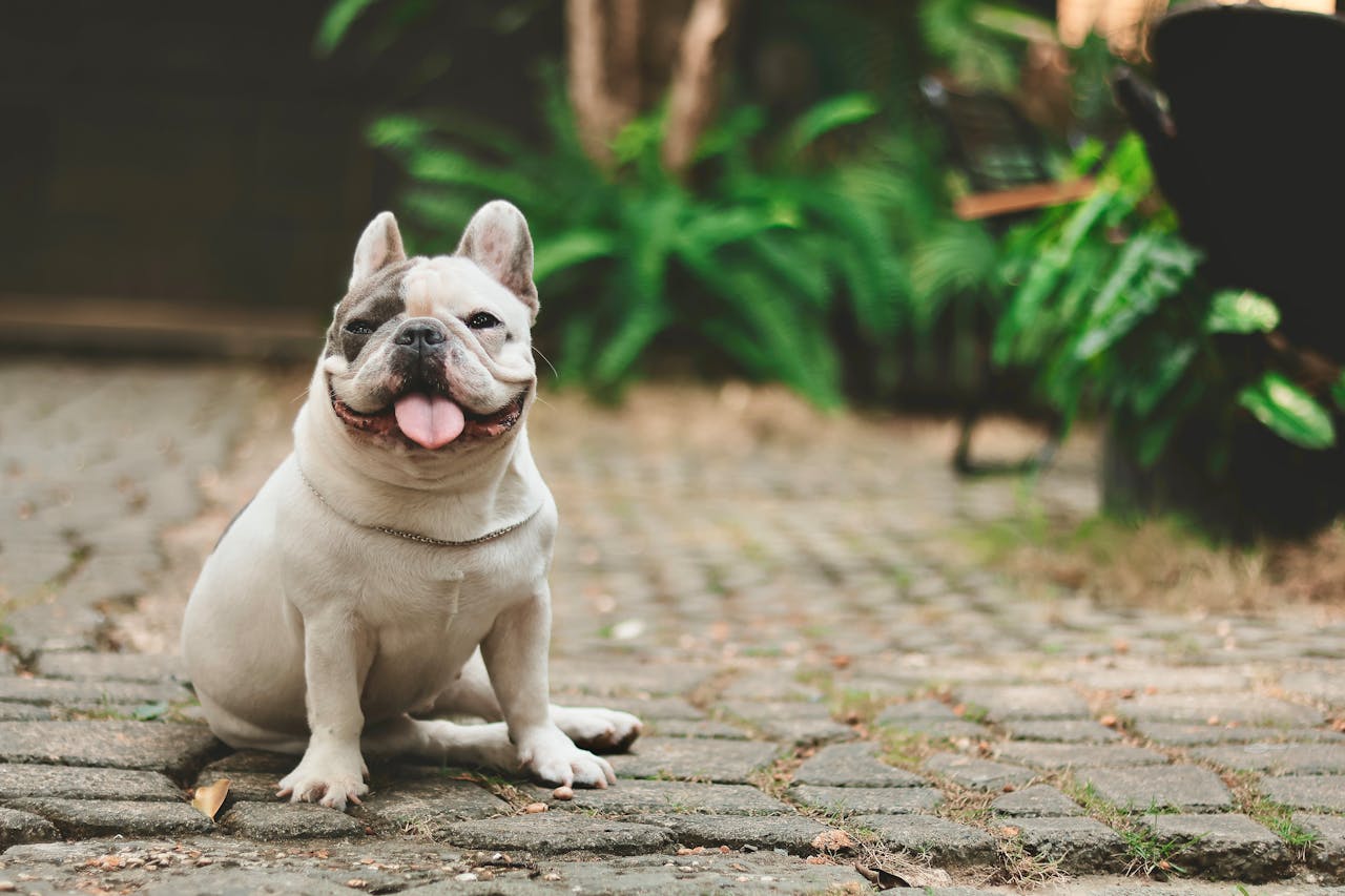 Happy French Bulldog with tongue out sitting on cobblestone path during the day.